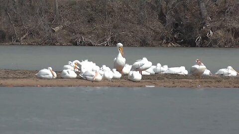 Pelicans migrating through Tulsa