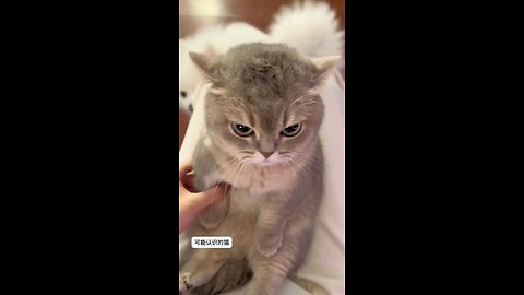 Funny Animal - Cat Interrogation #funnyanimal #funnyshorts #funnycat #catlover