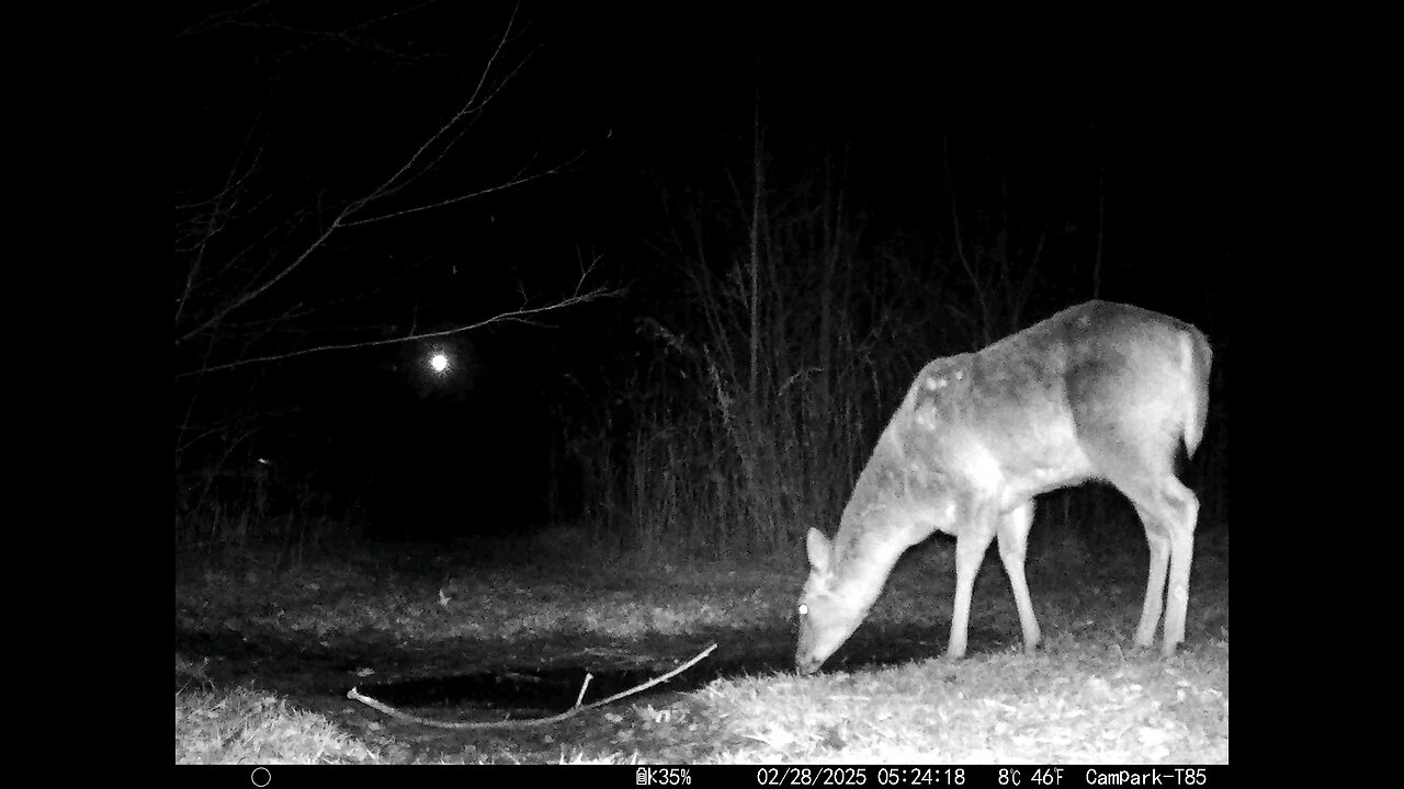 Deer Cam 02-28-2025 02-28-2025