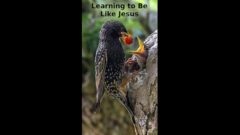 Ryan 🏆 319 ~ Learning to Be Like Jesus