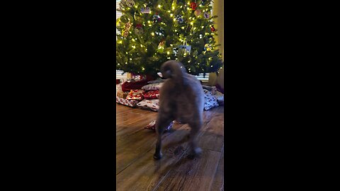 CUTE PUG OPENS OWN PRESENT