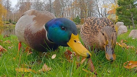 Noisy Mallard Duck Alpha Couple Eating Oats