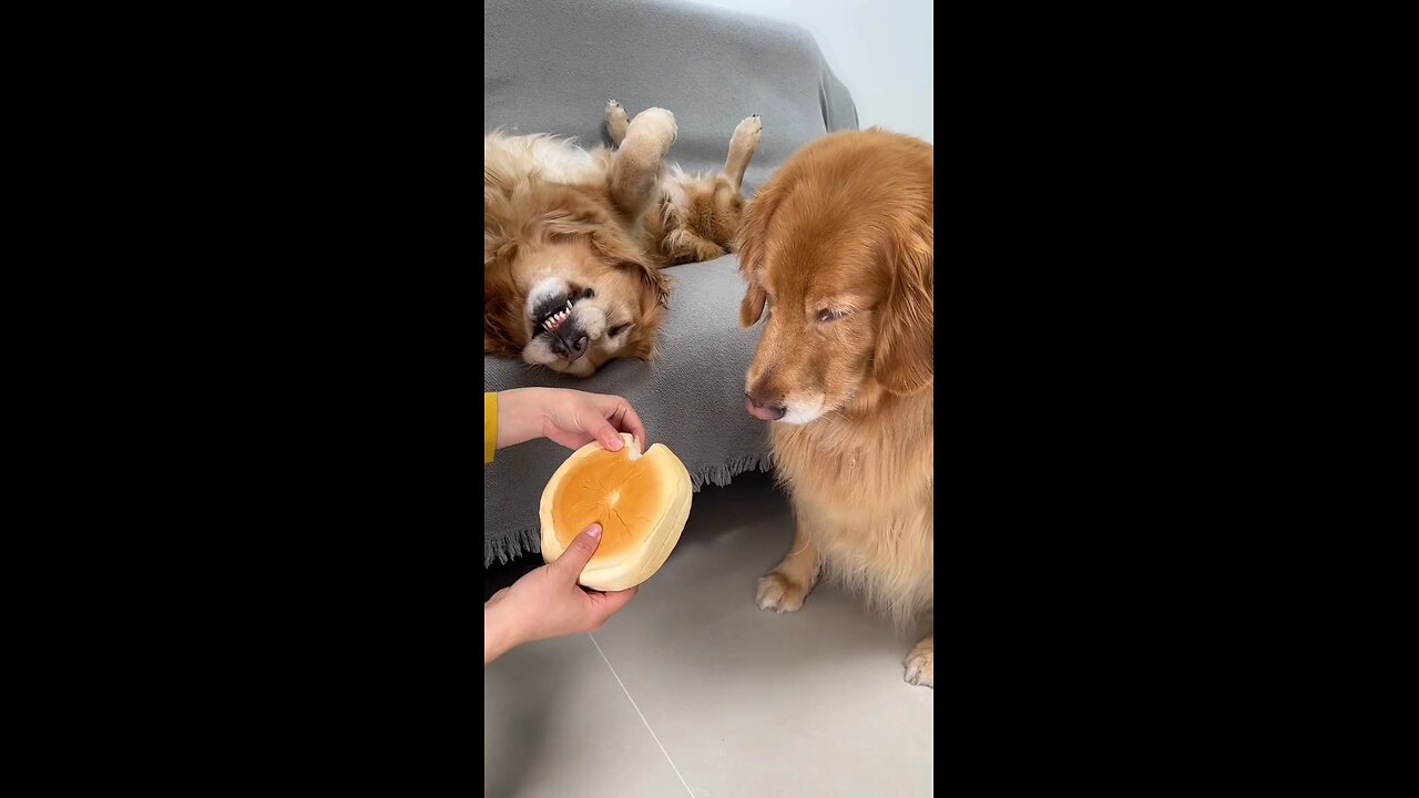 Just retriever things😂..