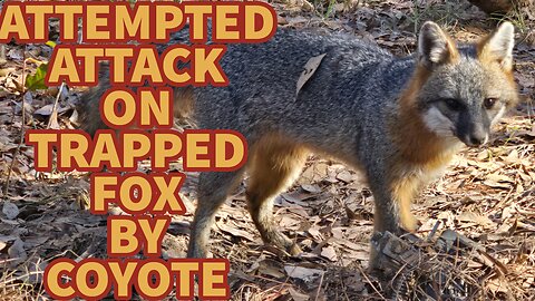 How to catch a fox! With trail cam footage of coyote trying to attack!