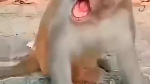 cute toucan 🦤💞 & monkey 🐒 funny 🤣#funnyvideos #toucan #monke
