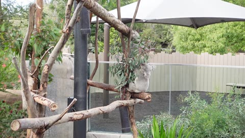 Koala eating at the San Diego Zoo