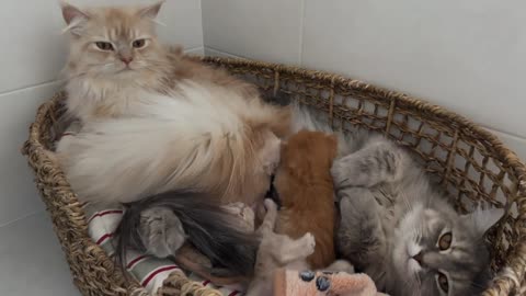 Dad Cat Helps Mom Cat Take Care of Baby Kittens