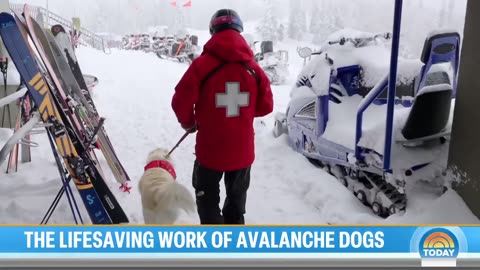 Inside the incredible efforts of avalanche dogs during emergencies