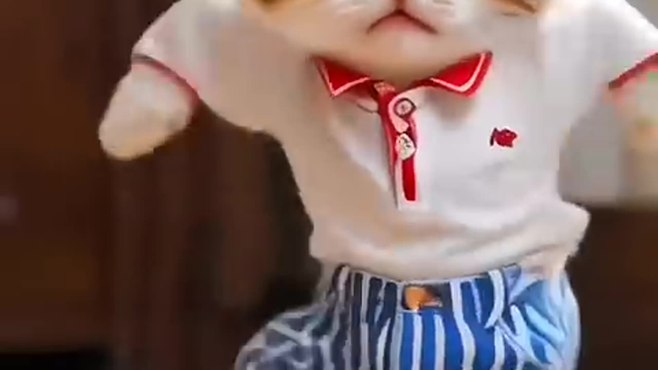 Cat dance