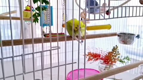 Keeping those gorgeous feathers clean🪶 🐦❤️🐦 #parakeet #parrot