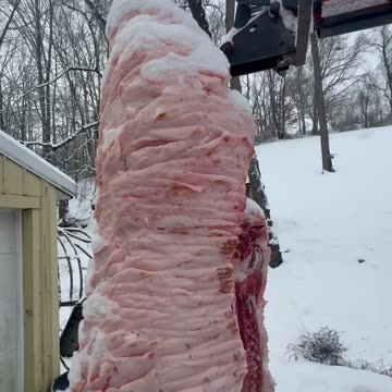 Protecting our farm animals!