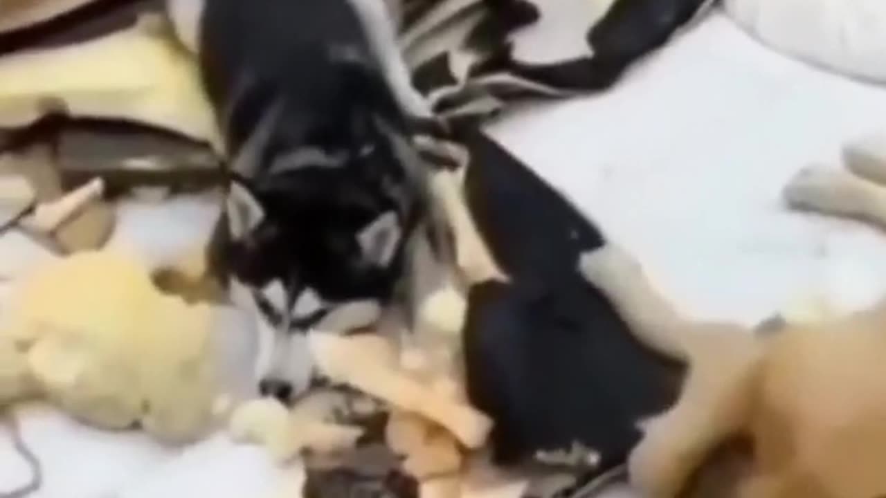 Funny animals video