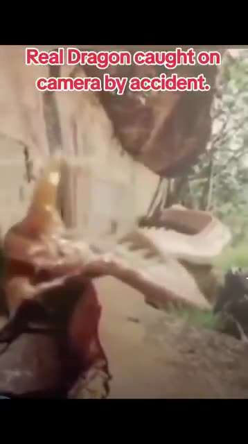 Are Dragons Real? Think About It! LOL