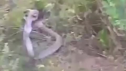 Animal fight 😱 in sri lanka