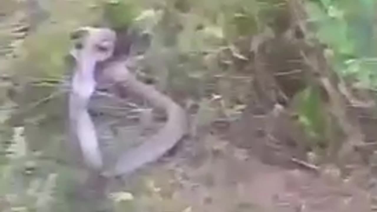 Animal fight 😱 in sri lanka