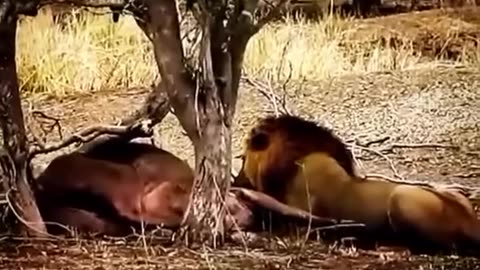 Buffalo killing by a male lion