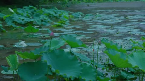 The beautiful little lake is raining