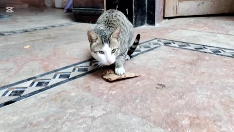 Cat eating roti