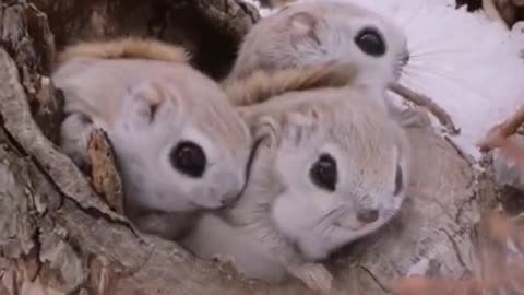 The Japanese flying squirrel family is one of the cutest rodents on the planet.