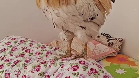 This rooster is amazing.