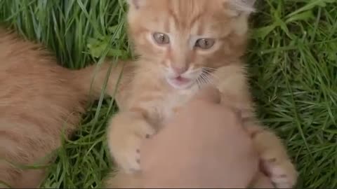 The oldest cat to ever live was Creme Puff, who lived to be 38 years and 3 days old