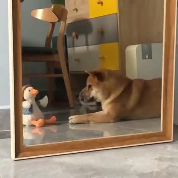 Clever Shiba Inu