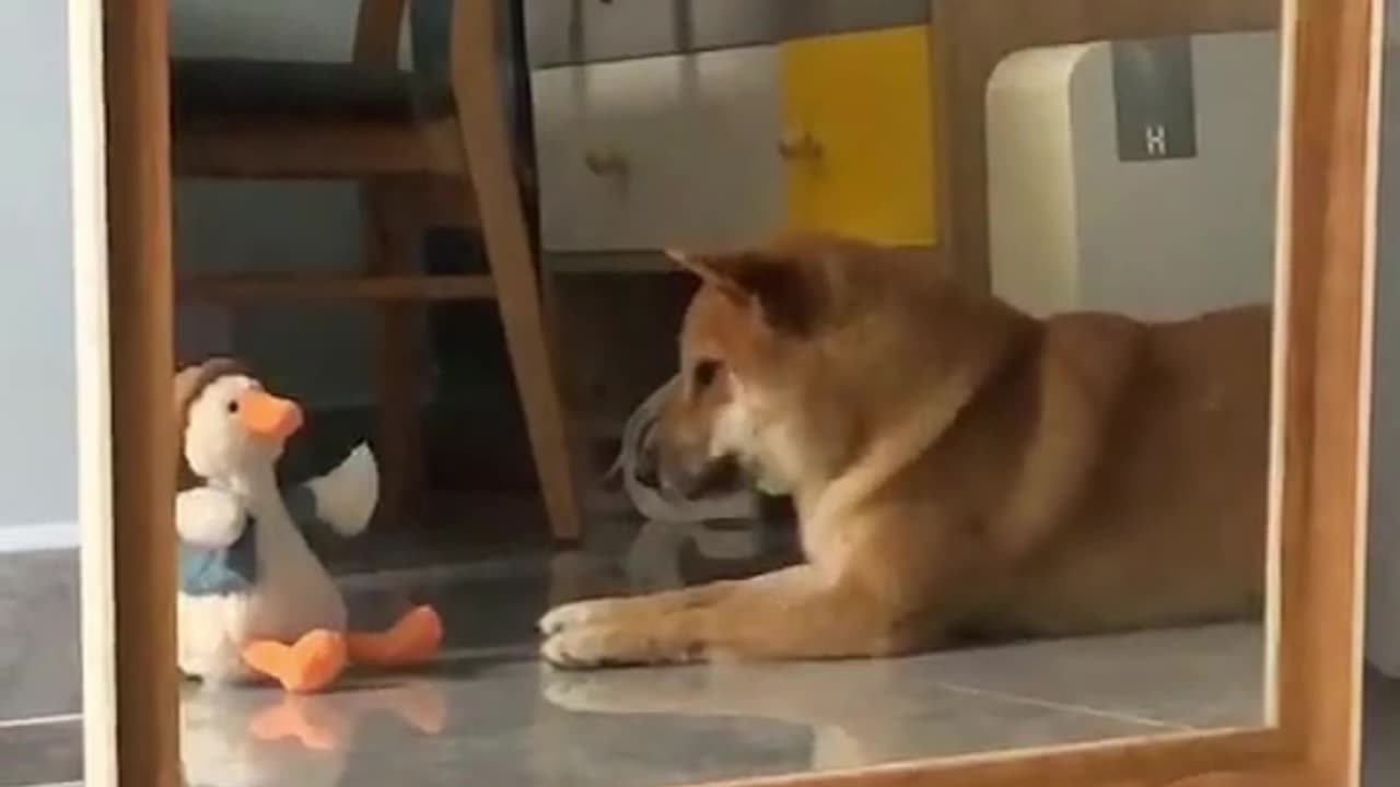 Clever Shiba Inu