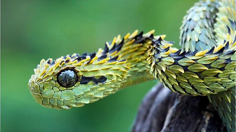 BUSH VIPER: La SERPIENTE más hermosa y LETAL del MUNDO