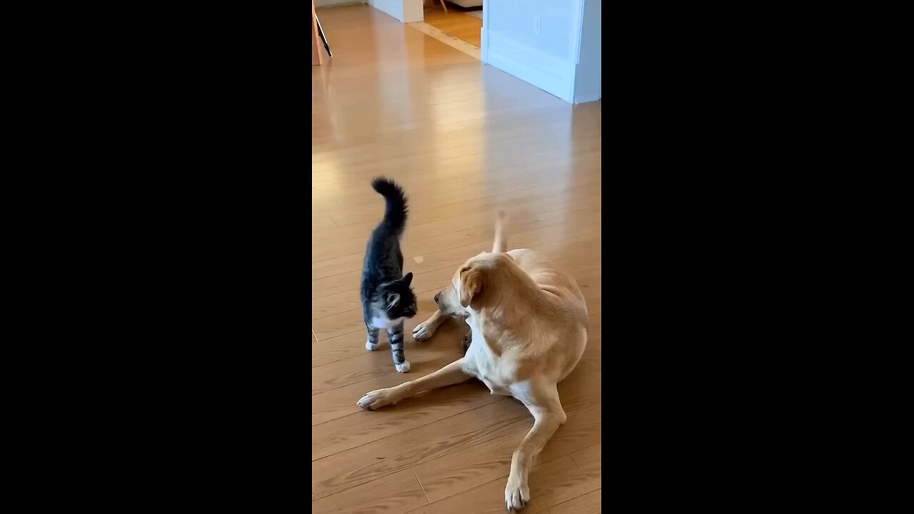 c Mama Cat Takes Back Crying Kitten From Toddler