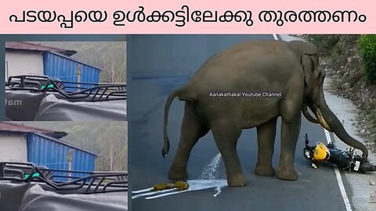 കാട്ടാന ജീപ്പ് അടിച്ചു തകർത്തു, പടയപ്പ ആണെന്ന് സംശയം _ Munnar padayappa elephant attack a jeep