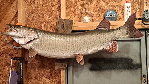 How to Mount a Muskie A-Z