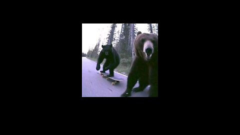 Bear Rides Skateboard Down Road