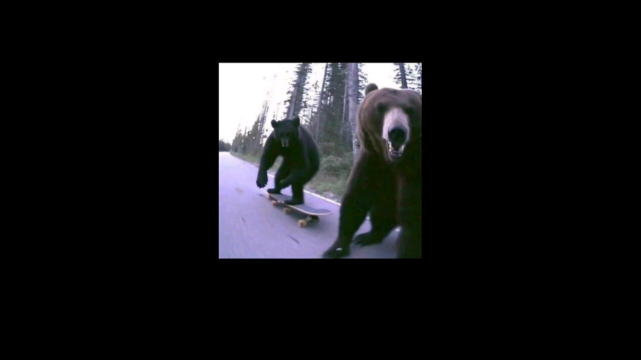 Bear Rides Skateboard Down Road