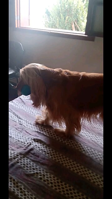 dogshow cute love dog