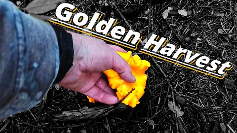 The Thrill of the Hunt: Finding Wild Chanterelles