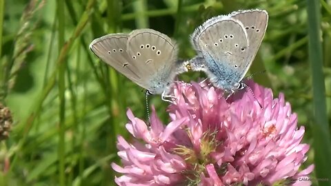 beautiful butterfly