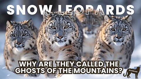 Why Are Snow Leopards Called the Ghosts of the