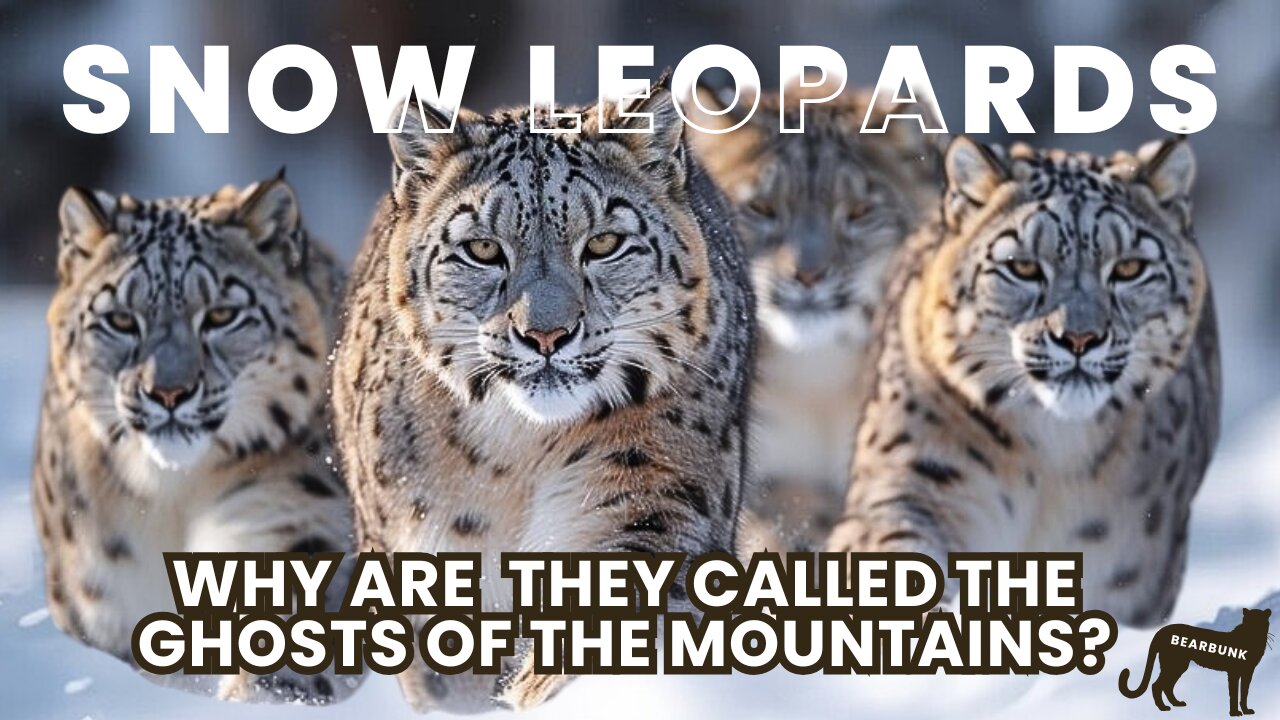 Why Are Snow Leopards Called the Ghosts of the