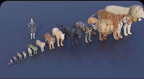 Big Cat Size Comparision 😧 | Tiger vs Lion |#41