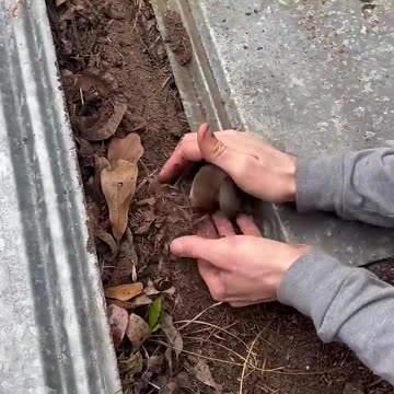 Mice with their babies are the cutest animals! #babyanimals #animals