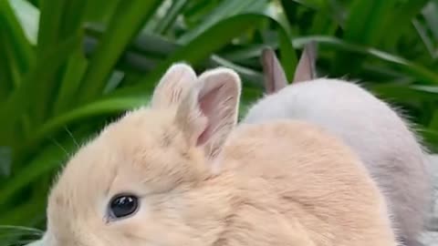 The little cute rabbit,Bunny rural cute pet