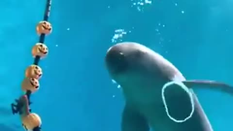 Dolphin blowing bubble rings | funny video | funny clips | crazy videos