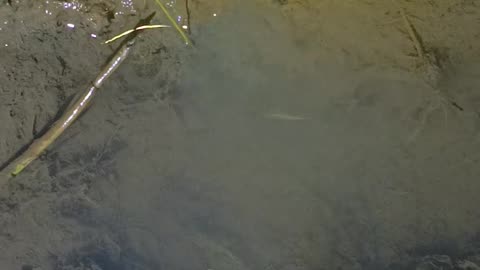 Eel fishing full of roots