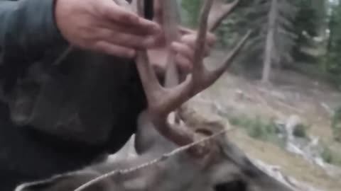 Public Land Mule Deer Hunt!