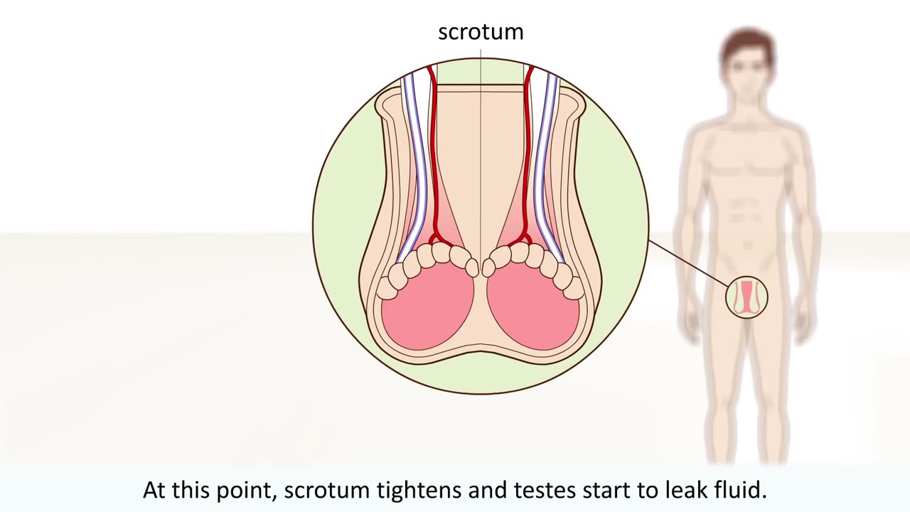 The male orgasm explained