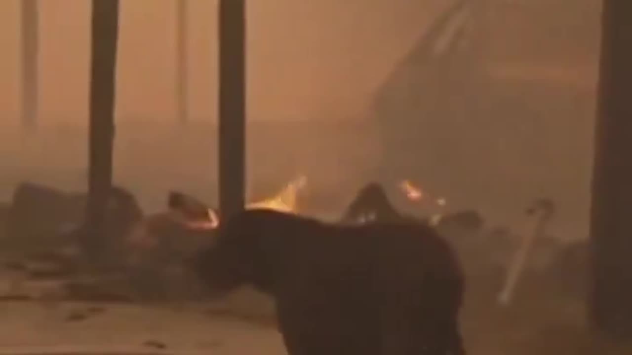 A dog wanders through a neighborhood on fire in Altadena while a firefighter tries to comfort him.