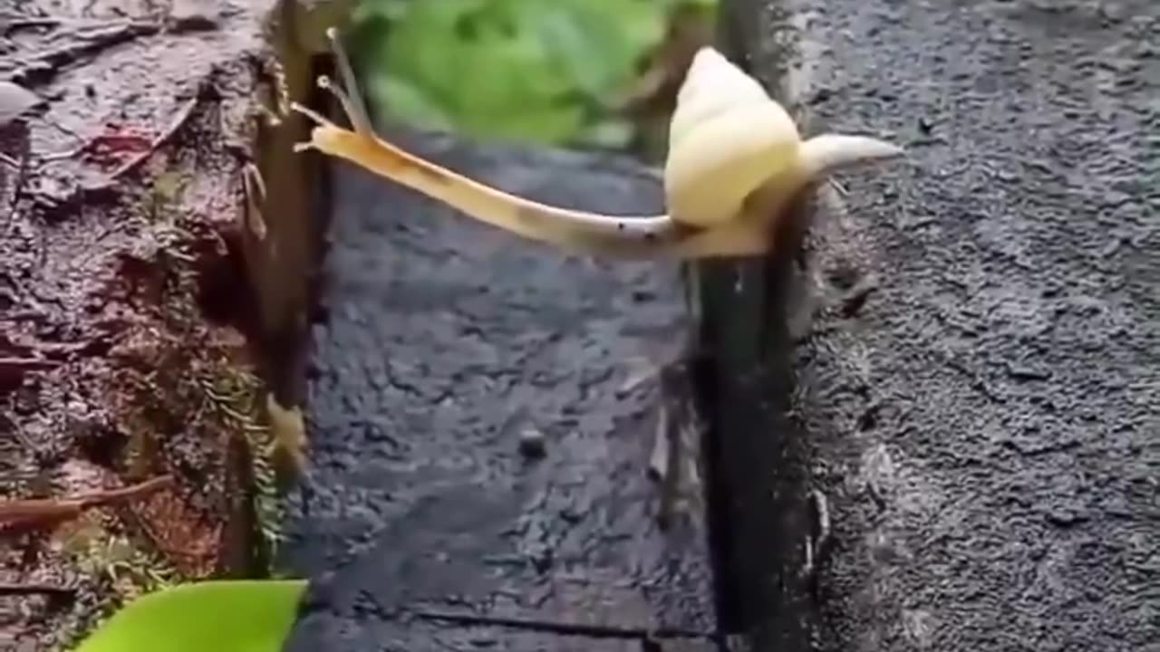 How a snail bridges the gap