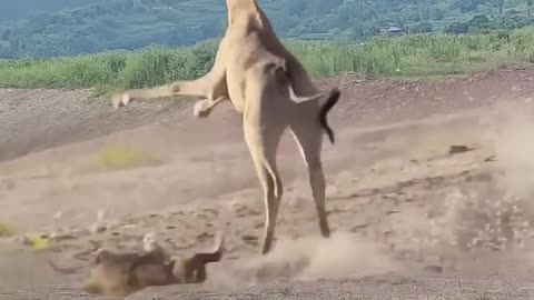 Lion vs Giraffe: Epic Wildlife Showdown.