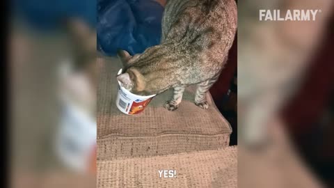 Funny 😁 😂 cats cracking your ribs