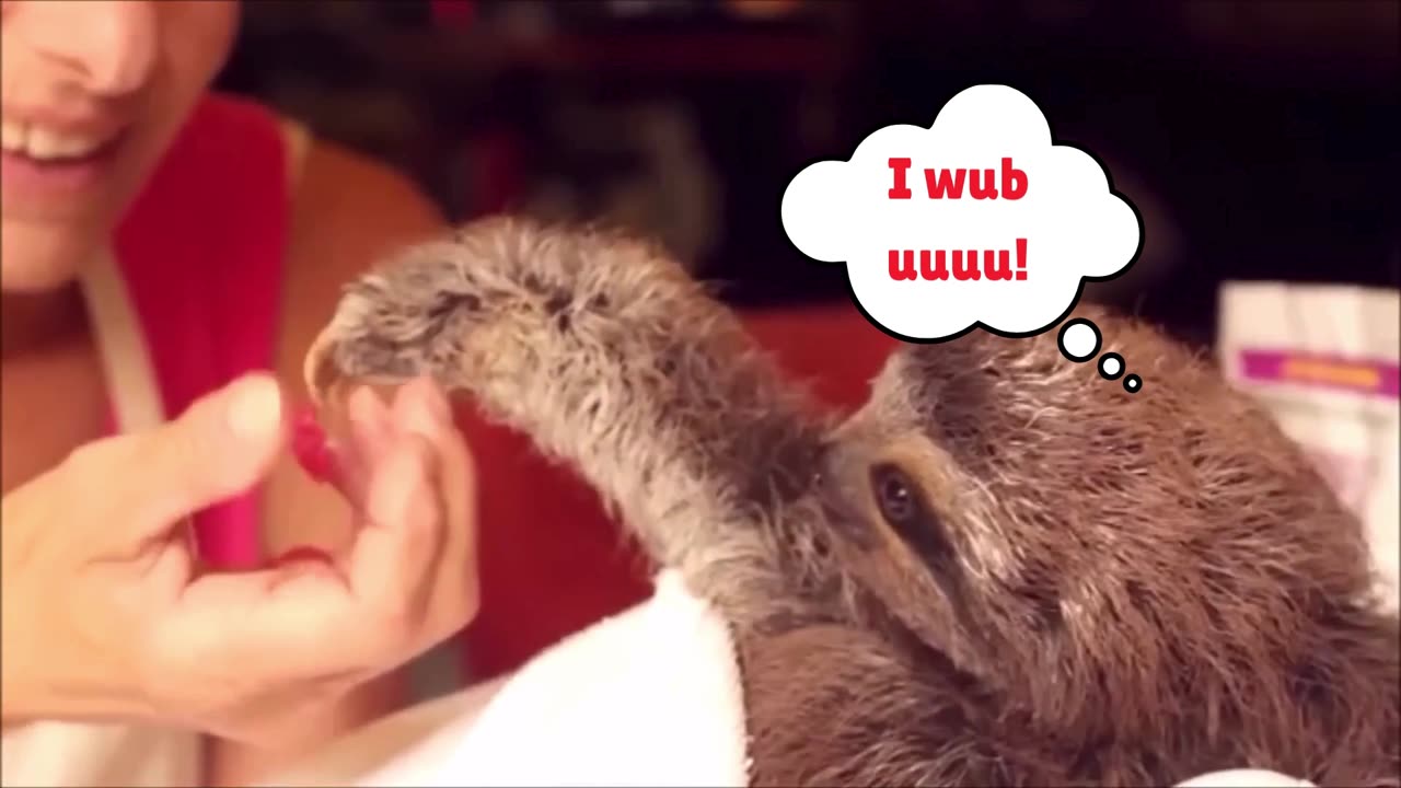 Super cute baby sloths doing what they do